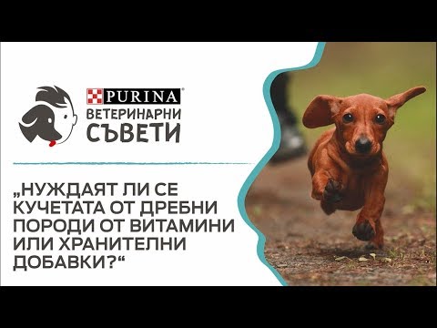 Видео: Нуждаят ли се кучетата от дребни породи от витамини или хранителни добавки?