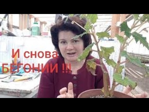 Видео: Последний этап у клубневых перед покоем. Важные моменты. Элатиор.