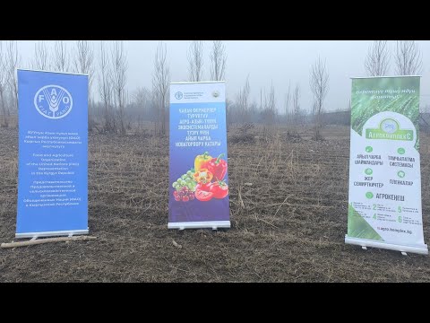 Видео: Кубаныч агайдан Алма тарбиялоо