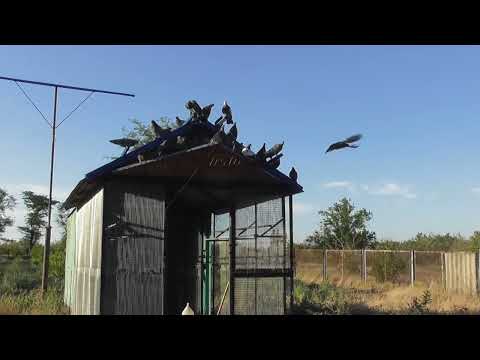 Видео: Осмотр голубят на земле  20 08 25 г