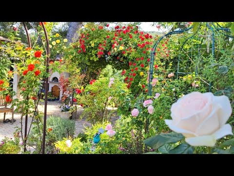 Видео: ПРЯМОЙ ЭФИР/В саду у ПровансАллочки - РОЗОВЫЙ РАЙ/Мои летние духи/Дефицит горчицы во Франции