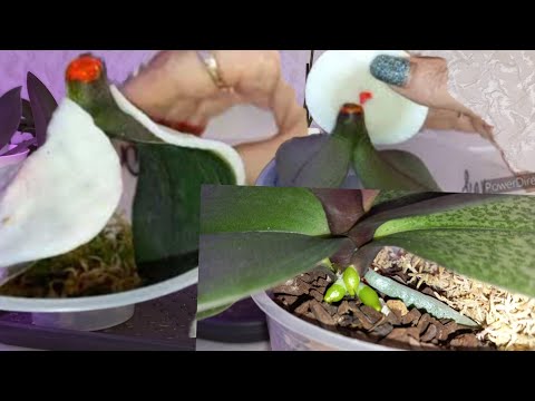 Видео: ДОБАВЬ ЭТО 5 КАПЕЛЬ/ПОЛИВАЙТЕ Орхидеи ТАК/КОРНИ РВУТ ГОРШОК/листья ШИКУЮТ