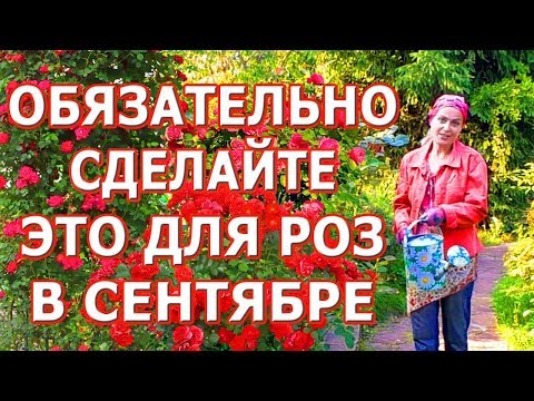 Видео: Уход за розами в сентябре. Супер подкормка для роз. Удобрение из банановой кожуры.