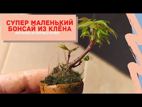 Видео: Бонсай из клена. Черенкование веток и превращение их в очень маленькие бонсай. Производство бонсай.