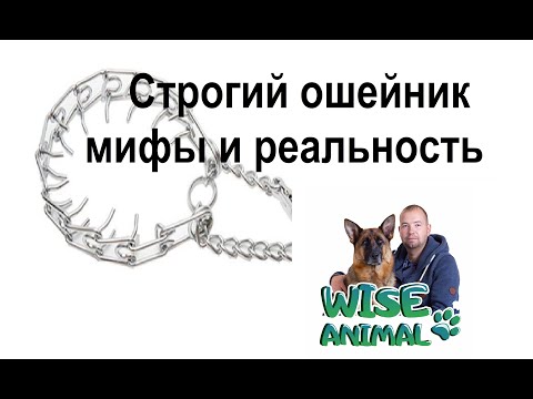 Видео: Строгий ошейник мифы и реальность