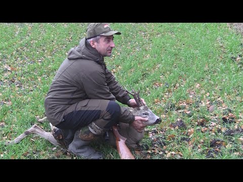 Видео: Загонная охота в Тульской области: Осенний сезон на кабана, косулю и лося