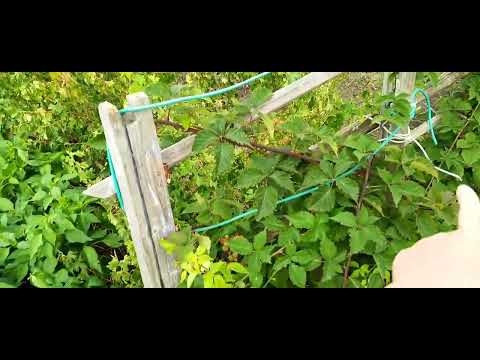 Видео: 4 августа. Огурцы удивили.