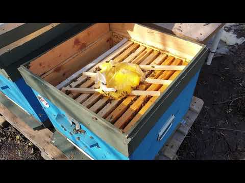 Видео: Как перезимовали Бакфаст, Кордован, Карника. Очистительный облет на Белгородчине!