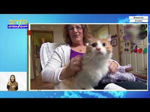 Видео: 9-класс | Биология | Селекция, как изменение человеком культурных форм организмов