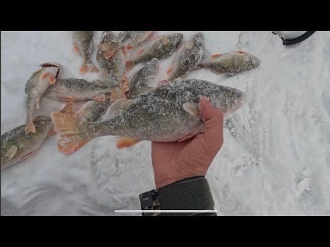 Видео: ЗИМНЯЯ РЫБАЛКА,ОКУНИ ГОРБАЧИ НА МОРМЫШКУ #ЛовляОкуня #Рыбалка#fishing