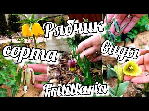 Видео: Рябчик/ Фритиллярия /Fritillaria Сорта и виды, которые растут в моем саду