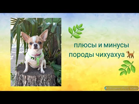 Видео: Плюсы и минусы породы чихуахуа 🐕/ вся правда об этой породе и стоит ли заводить? ))🐶