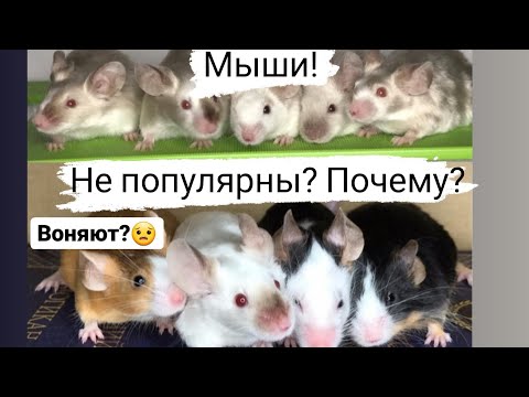 Видео: Почему мышь НЕ популярный домашний питомец? Подробно о запахах! Про всех моих мышек! А их у нас 12!