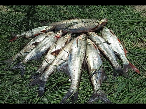 Видео: Эти монстры отрывают крючки. Нарвались на крупного верхогляда.