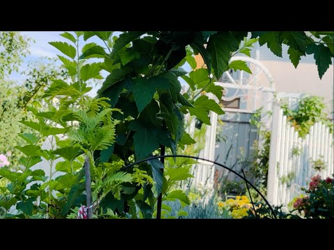 Видео: Трио, которое спасло мой сад от пекла. Ваши растения больше не будут страдать от солнца.
