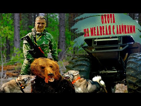 Видео: Охота на медведя с лайками.