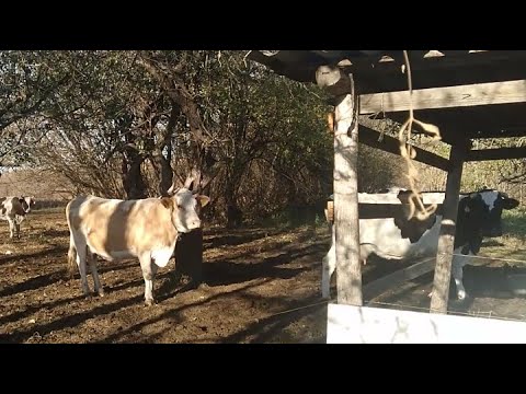 Видео: Обрабатываем коровник перед зимой//Привезли МАЗ Жома для коров.