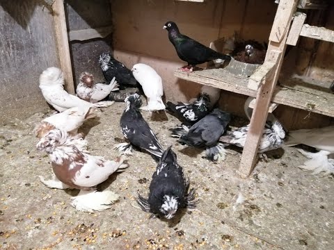 Видео: КОЛЛЕКЦИЯ ГОЛУБЕЙ ВУСАЛА ГУСЕЙНОВА г  Уфа