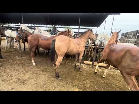 Видео: Қарабұлақ мал базары ең үздік бағалар  соңында сатып алғандарын көре аласыздар01.10.2025🔥🔥🔥🔥🔥