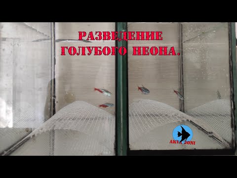 Видео: Разведение голубого неона.