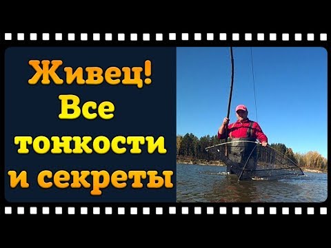 Видео: Как поймать много живца и сохранить его длительное время.