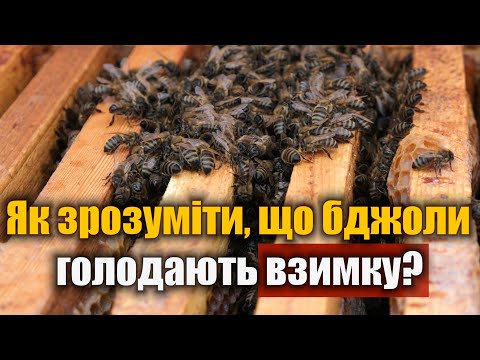 Видео: Ознаки того, що бджіл пора годувати взимку. Як визначити голод у бджіл?