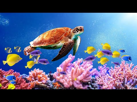Видео: Шум моря 🐢 музыка, расслабляющая водных животных🐋 музыка  лечащая нервы и помогающая заснуть