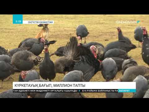 Видео: Оңтүстікқазақстандық Бақыт Кенжебаев күркетауық бағып миллионер атанды