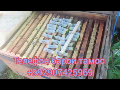 Видео: Як усули ҷудокардани оилаҳои нав(отвотка)