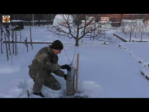 Видео: Три способа защиты яблонь от грызунов.