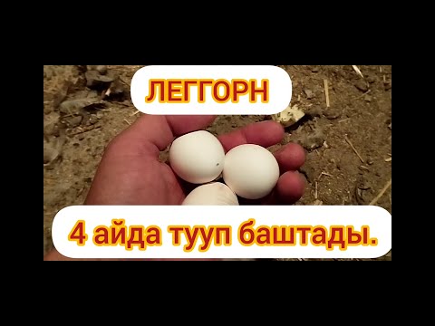 Видео: 4 ай 5 күн дегенде тууп баштады. Бирок бирөө эле.