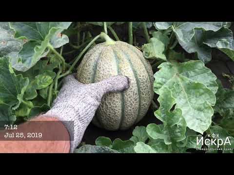 Видео: Дыня Портенто F1. На испытания.