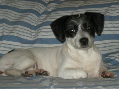 Видео: Общение с Душой собаки после эвтаназии #общениесдушой #собака #смерть