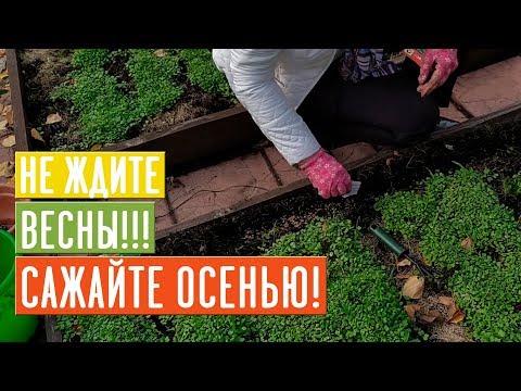 Видео: ПОДЗИМНИЙ ПОСЕВ 🌱 Что сажаем? Список культур, технология посадки / Садовый гид