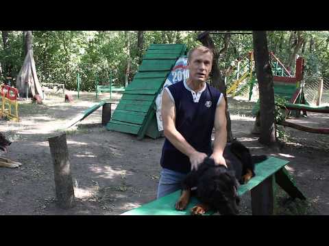 Видео: Бурят-монгольский волкодав