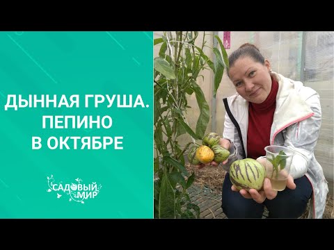 Видео: ДЫННАЯ ГРУША - экзотика на грядке. Как вырастить в обычном саду в Средней полосе