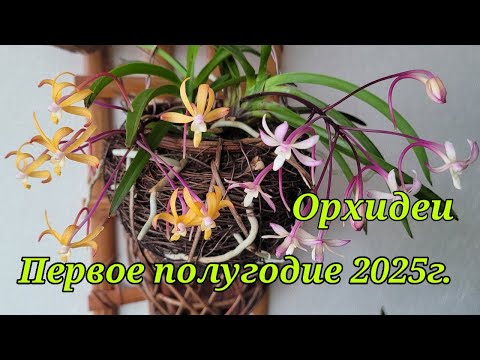 Видео: Цветение орхидей за первое полугодие 2025г.