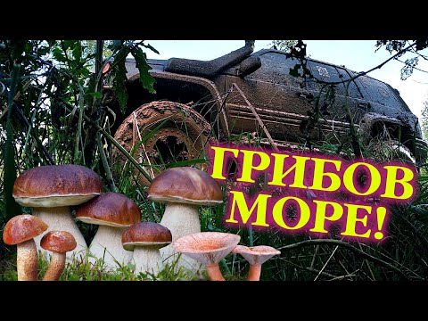 Видео: За грибами по дороге в АД. Примета сбылась