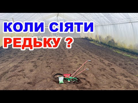 Видео: Коли та як сіємо редиску в теплицю ?