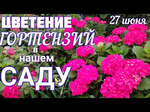Видео: Цветение ГОРТЕНЗИЙ в нашем саду 💕 Этого мы ждём целый  год ! 😲😊 Прогулка, обзор сада🌞27  июня.
