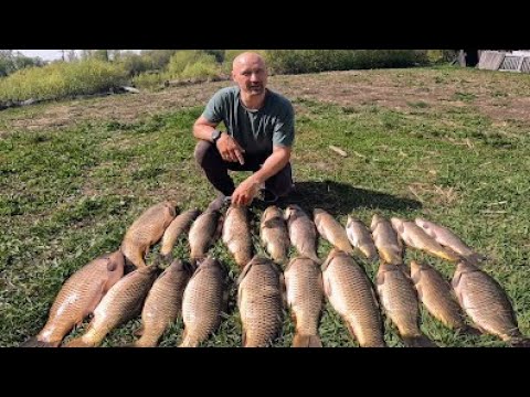Видео: 200кг САЗАНА ЗА ЧАС ИЛИ ТОННЫ САЗАНА В ТРУБЕ Рыбалка на паук. Рыбалка 2025 Рыбалка на паук родъемник