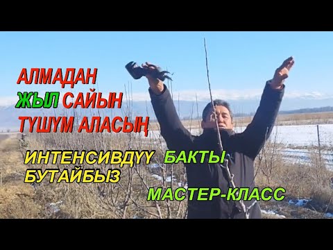 Видео: АЛМА БАГЫҢ ЖЫЛЫНА ТҮШҮМ БЕРЕТ  ТУУРА БУТАГЫ  КМЦ КЫРГЫЗСТАН