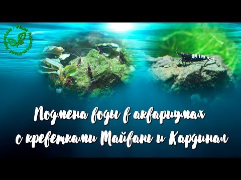 Видео: Подмена воды в аквариумах с креветками Тайвань и Кардинал