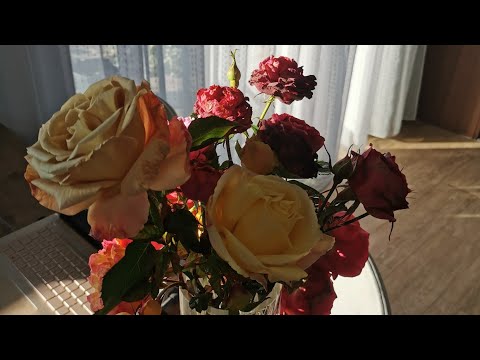 Видео: Каркасы для укрытия роз готовы, а холодов все нет. 22-23.10.2025 восток Ленинградской области 