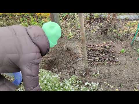 Видео: Приросла и что с ней делать?