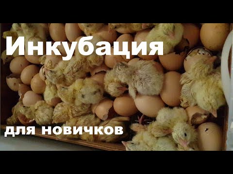 Видео: Инкубация бройлера в Блице Норма и Луппер. Мелочи, особенности и ошибки. Для начинающих птицеводов