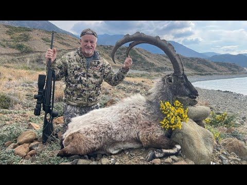 Видео: Охотничья сказка. Гибридный и Прибрежный Безоаровые козероги.-  Hybrid and Coastal Bezoar Ibex.