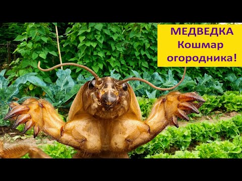 Видео: Медведка - кошмар огородника.
