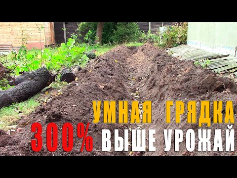 Видео: Эта грядка будет давать 300% урожая без прополки и полива - Грядка Розума - Бублика