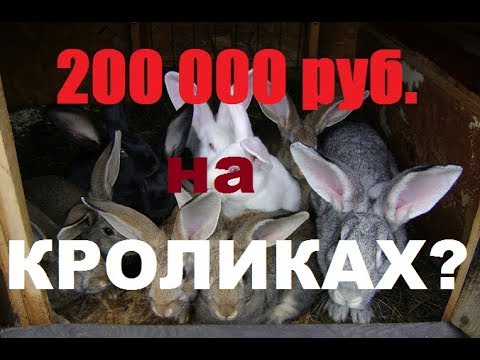 Видео: Поднять 200000 рублей на кроликах?!